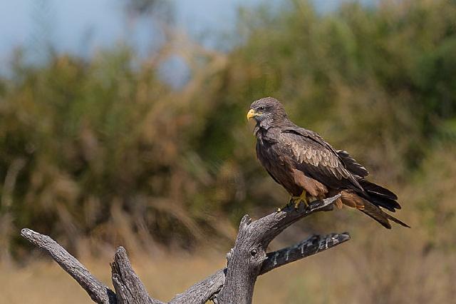 014 Botswana, Okavango Delta, geelsnavelwouw.jpg